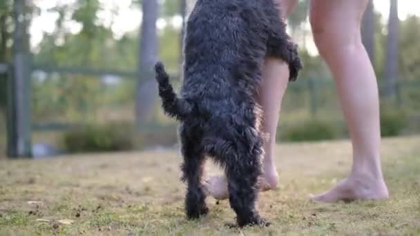 ミニチュアブラックシュナウザー犬は、所有者の足にぶら下がったり取り付けたりします。子犬の悪い行動. — ストック動画