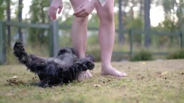 Miniatyr svart Schnauzer hund jucka eller monteringen på ägare ben. Dåligt uppförande av valp. — Stockvideo