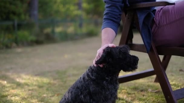Właściciel pieszczoty delikatnie jego pies czarny Sznaucer — Wideo stockowe