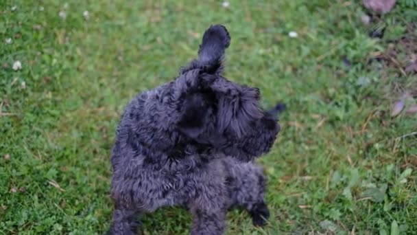 Miniatura schnauzer perro caminando al aire libre y corriendo con diversión alrededor . — Vídeos de Stock