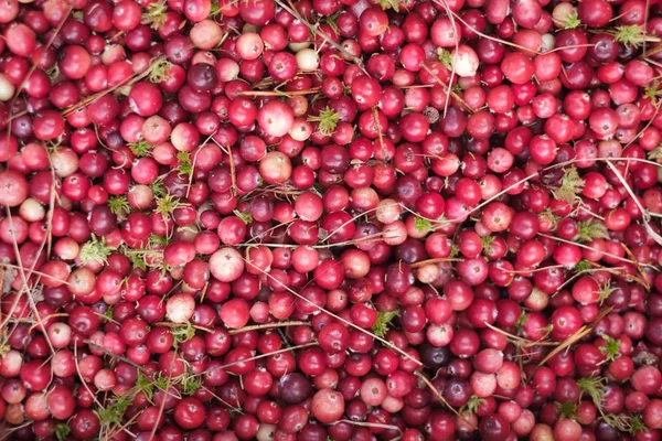 Red ripe cranberries and fir needles background — Stock Photo, Image