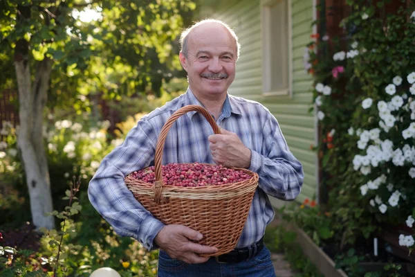Volwassen Spaanse man Holding Big busket met cranberries. — Stockfoto