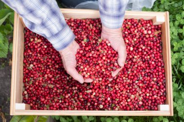 Adam köknar iğneleri ile kırmızı olgun kızılcık kontrol.