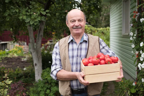 Homme mûr souriant avec des tomates cueillies dans son jardin . — Photo