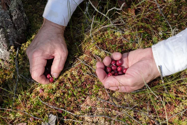Man hands picking cranberries in the forest