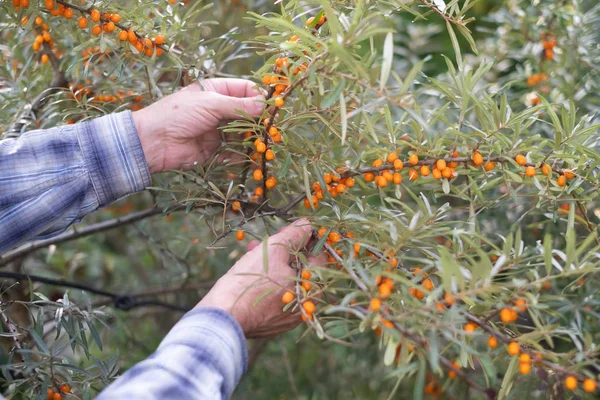 Mani uomo raccolta bacche di olivello spinoso in giardino — Foto Stock