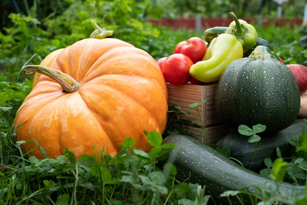 秋野菜の作物。きゅうり、ジャガイモ、トマト、カボチャ、コショウ. — ストック写真