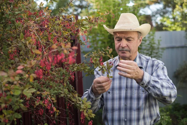 Fermier vérifiant branche d'épine-vinette avec des baies fraîches mûres à son jardin . — Photo