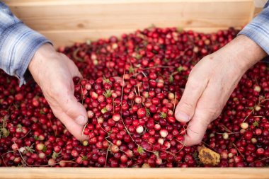 Adam köknar iğneleri ile kırmızı olgun kızılcık kontrol.