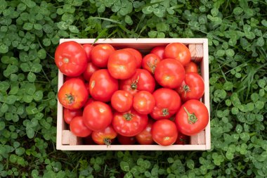 Grass kutusunda taze kırmızı domates