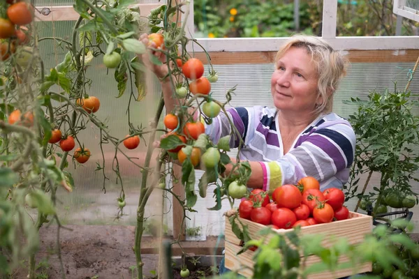 Mature woman harvesting fresh tomatoes in her garden green house — Stock Photo, Image