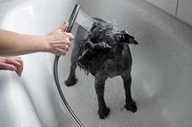 Siyah schnauzer yürüdükten sonra banyo yapıyor.