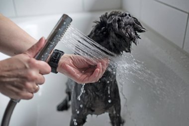Siyah schnauzer yürüdükten sonra banyo yapıyor.