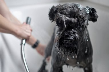 Siyah schnauzer yürüdükten sonra banyo yapıyor.