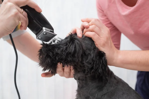 Grooming black small schnauzer with hair clipper