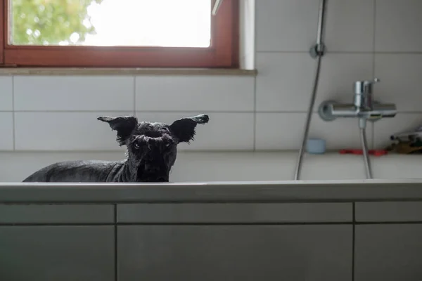 Bagnato piccolo schnauzer nero in bagno — Foto Stock