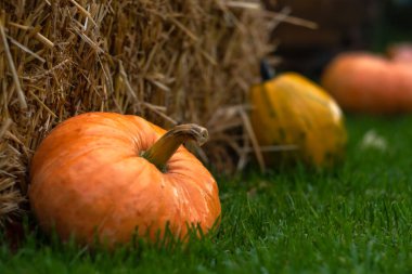 Kabaklar ahşap arka planda. Cadılar Bayramı için dekor ögesi