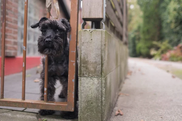 Cute small black dog behind fence waiting alone for his owner