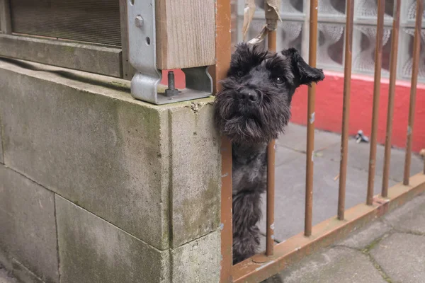 Cute small black dog behind fence waiting alone for his owner