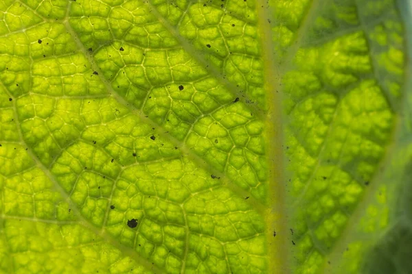 Feuille verte brillante vue rapprochée avec poussière et grains — Photo