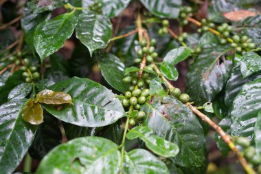 Kahve ağacında olgunlaşan yeşil kahve çekirdekleri.