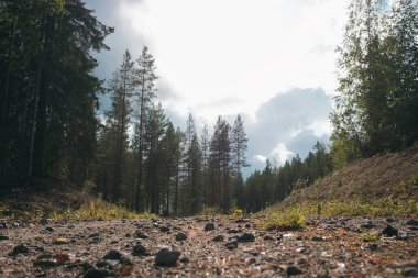 Yaz mevsiminde ormanda yol.