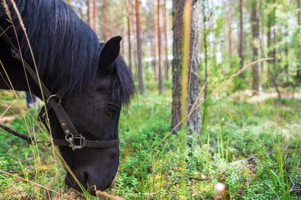 Das Pferd frisst Gras aus nächster Nähe. — Stockfoto