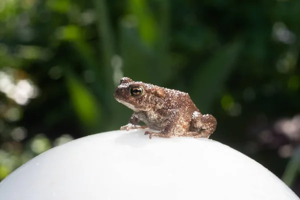 Small toad sitting on lamp in the garden.