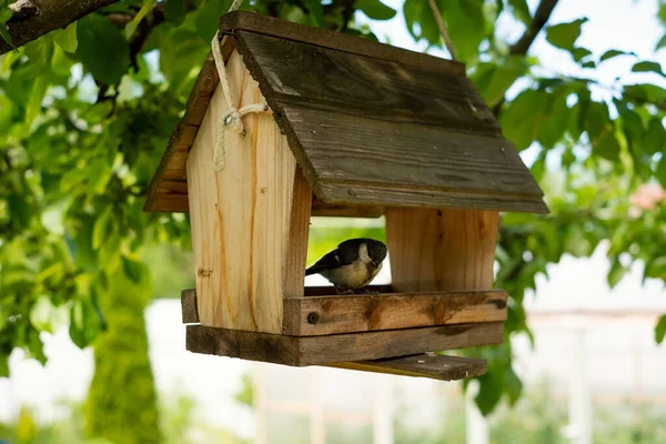 Teta sentada en un comedero de pájaros hecho de madera . —  Fotos de Stock
