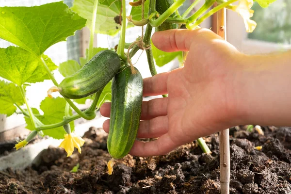 Man hands picking a cucumber in greenhouse
