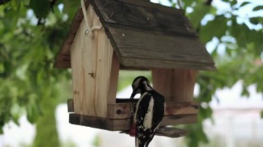Daha büyük benekli ağaçkakan ya da dendrocopus majör bir kuş masasında besleniyor.