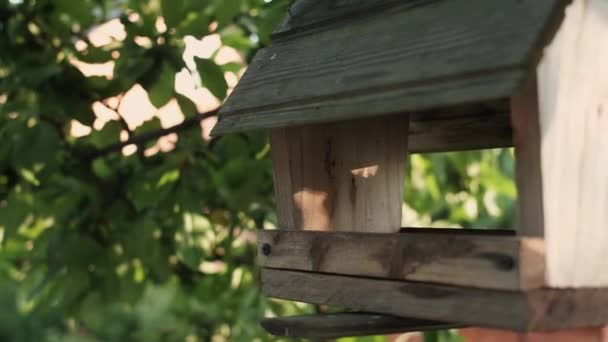 Μεγαλύτερη στίγματα τρυποκάρυδου ή dendrocopus major σίτιση σε ένα τραπέζι πουλιών — Αρχείο Βίντεο