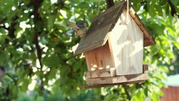 Sled of tit siiting on feeding trough eating seed. — Video