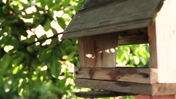 Small tit flyint to feeding trough for seed. — Stok video