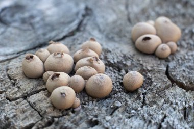 Lycoperdon Pyrime için. Küçük mantar sporları yakın çekim.
