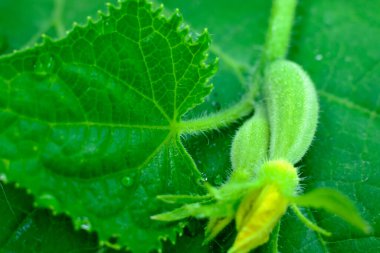 Çiçekli küçük salatalık ve yeşil yaprak..