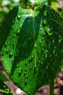 Yağmurdan sonra su damlalarıyla yeşil yaprak