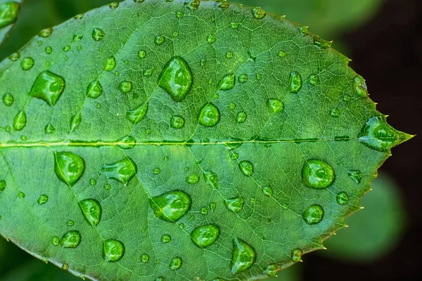 Foglia verde con gocce d'acqua dopo pioggia — Foto Stock