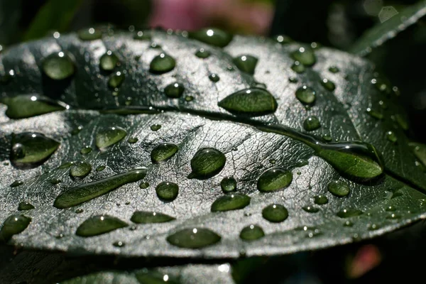 Grönt löv med droppar vatten efter regn — Stockfoto