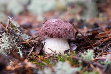 Boletus edulis ya da ormandaki yosunların arasında..