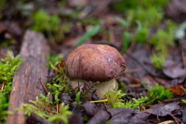 Boletus edulis ya da ormandaki yosunların arasında..