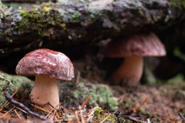Boletus edulis ya da ormandaki yosunların arasında..
