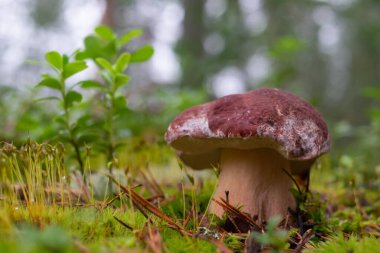 Boletus edulis ya da ormandaki yosunların arasında..