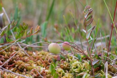 Bekar, olgunlaşmamış, bataklıktaki yosunlu yaban mersini.