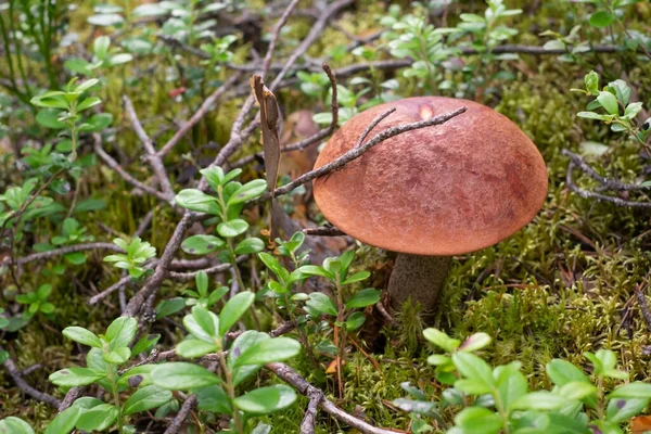 Cogumelo Leccinum Aurantiacum com tampas laranja na floresta — Fotografia de Stock