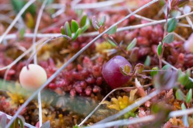 Bekar, olgunlaşmamış, bataklıktaki yosunlu yaban mersini.