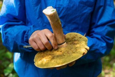 Kadın mantar kesiyor, kalitesini kontrol ediyor.