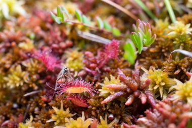 Bataklıkta terk edilmiş güneş veya Drosera