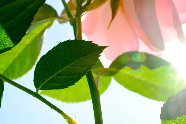 Rózsaszín Rózsa Zöld Levél Kertben Egy Napsütéses Napon — Stock Fotó