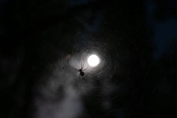 Small spider and web on sun light background. — Stock Photo, Image